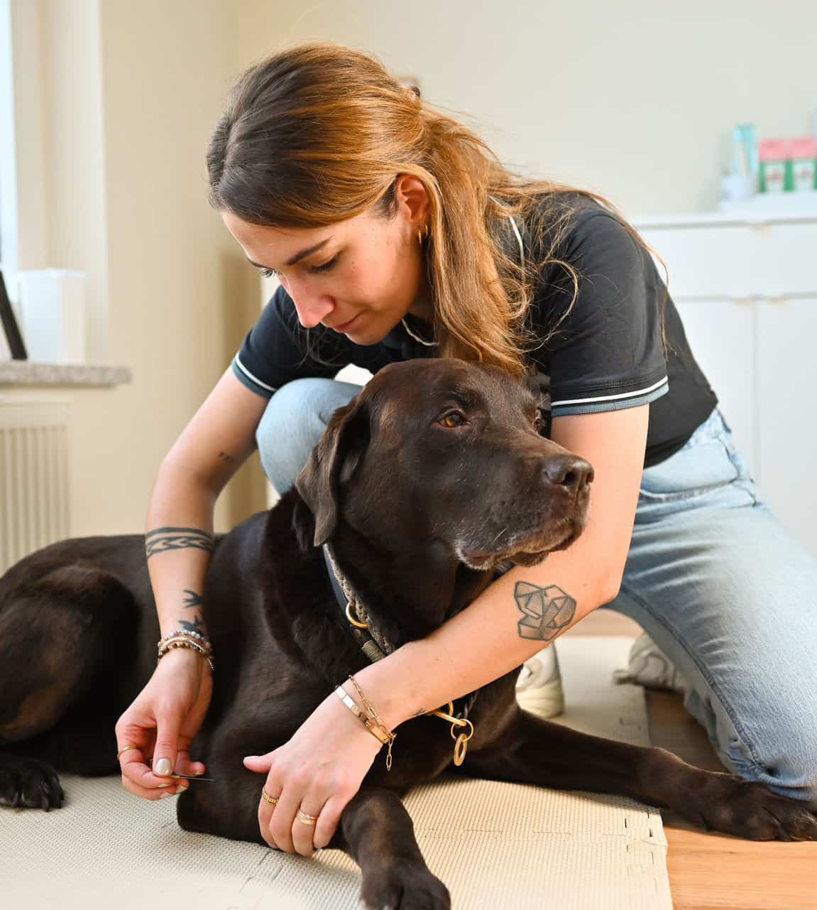 Akupunktur für Tiere