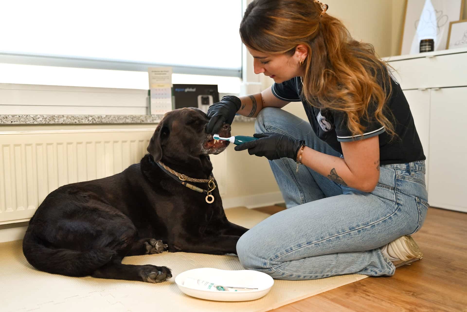 Ultraschall Zahnreinigung / Emmi Pet